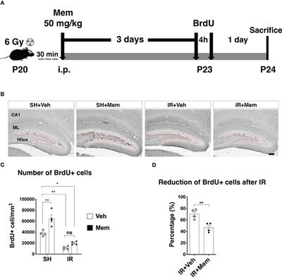 Memantine increases the dendritic complexity of hippocampal young neurons in the juvenile brain after cranial irradiation